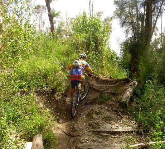 A cyclist navigating a rugged trail surrounded by lush greenery, with sunlight filtering through the trees. The path is uneven, featuring roots and logs, indicating a challenging mountain biking route. The cyclist is wearing a bright jersey and helmet, focused on the climb. Markham Park mountain bike trail.