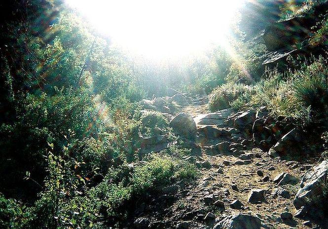 A sunlit hiking trail surrounded by lush greenery and rocky terrain, with sunlight streaming through the trees, creating a bright and serene atmosphere. Apex Park mountain bike trail.