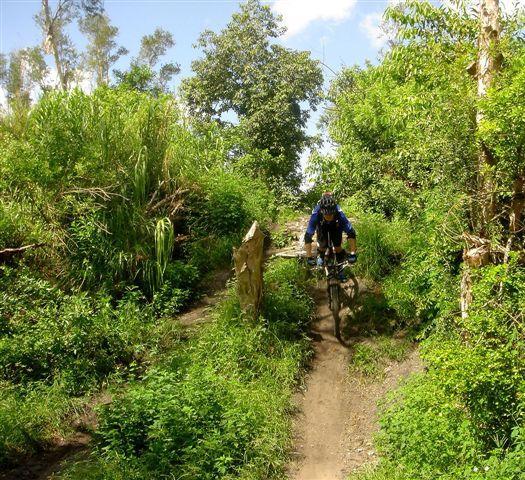 A cyclist wearing a helmet and blue jersey is jumping over a small obstacle on a dirt trail surrounded by lush green vegetation and trees under a clear blue sky. Markham Park mountain bike trail.