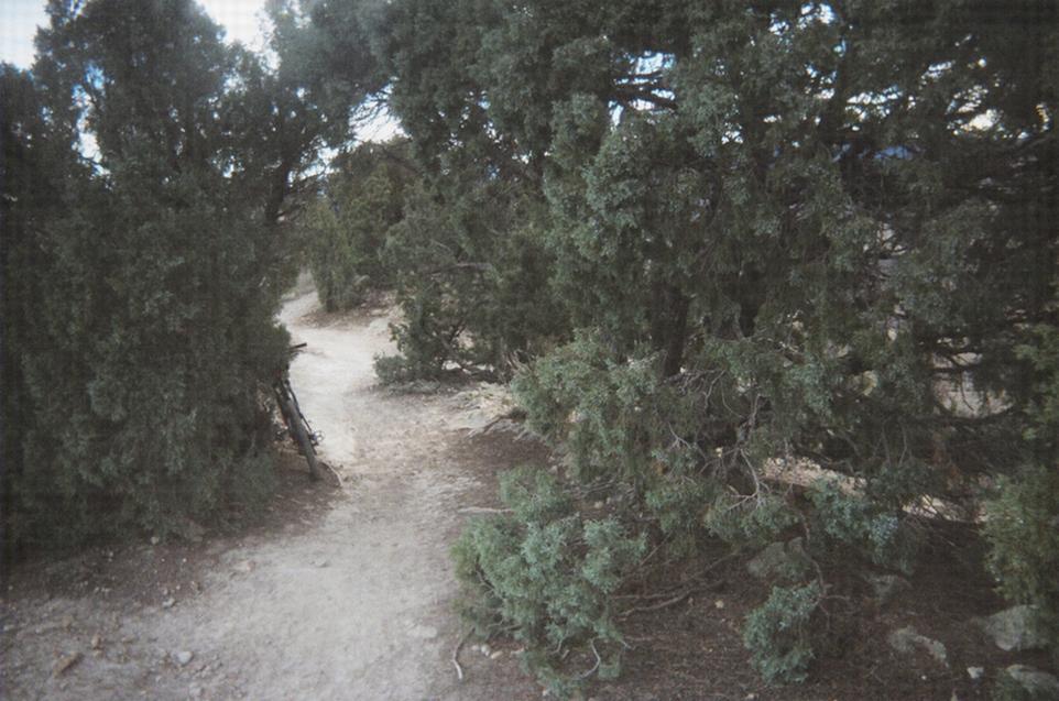 A winding path through a dense area of greenery, flanked by tall trees and shrubs, leading into the distance. The soil appears dry and rocky, suggesting a natural outdoor setting. Red Rocks / Dakota Ridge mountain bike trail.