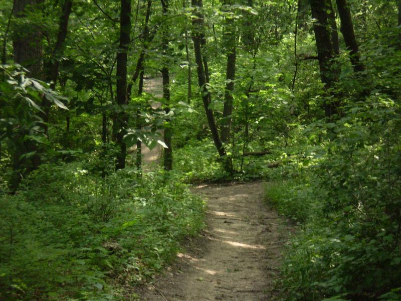 A winding dirt path through a lush green forest, surrounded by tall trees and dense foliage. Sunlight filters through the leaves, creating a peaceful and natural environment. The Center Trails mountain bike trail.