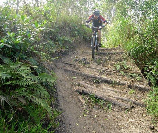 A mountain biker navigating a rugged trail surrounded by lush greenery and ferns. The rider is focused and leaning forward as they approach a section of the path featuring wooden logs and dirt. Sunlight filters through the trees, creating a natural and vibrant atmosphere. Markham Park mountain bike trail.