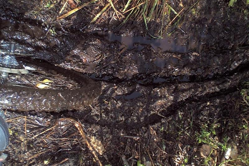 A close-up view of a muddy bike trail, featuring a bicycle tire partially submerged in thick mud, surrounded by wet soil and sparse vegetation. The image captures the challenges of off-road biking in muddy conditions. Markham Park mountain bike trail.