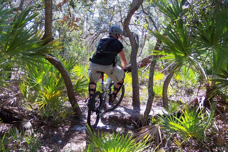 A mountain biker navigates a rocky trail surrounded by green foliage and palm plants in a sunny forest setting. The rider, wearing a helmet and protective gear, is focused on maneuvering through the natural landscape. Wickham Trails mountain bike trail.