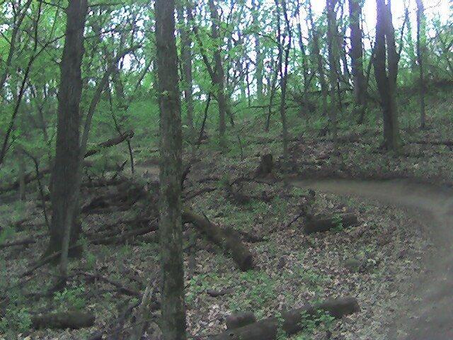 A winding dirt path through a lush green forest, surrounded by tall trees and scattered fallen logs. The scene captures the vibrant hues of spring foliage, creating a tranquil natural atmosphere. Lebanon Hills mountain bike trail.