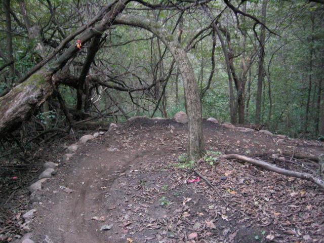 A winding dirt trail surrounded by dense trees and foliage, with a curved tree arching over the path and scattered leaves on the ground. Small rocks line the edge of the trail, creating a natural boundary in the wooded area. Lebanon Hills mountain bike trail.
