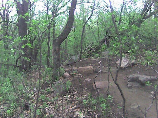A dense forest scene featuring green foliage, leafless branches, and a rocky path winding through the trees. The underbrush is sparse with small stones scattered along the ground, creating a natural, tranquil outdoor environment. Lebanon Hills mountain bike trail.