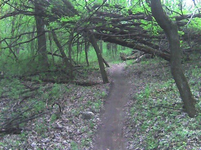 A narrow dirt path winds through a lush forest, flanked by greenery and fallen branches. Above, a large fallen tree creates a natural arch over the trail, adding to the serene, woodland atmosphere. Sunlight filters through the leaves, highlighting the vibrant colors of the surrounding flora. Lebanon Hills mountain bike trail.