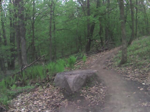 A winding dirt trail surrounded by lush green foliage and trees in a forest. A large rock is positioned beside the path, with ferns growing nearby. The scene captures the tranquility of nature in spring. Lebanon Hills mountain bike trail.