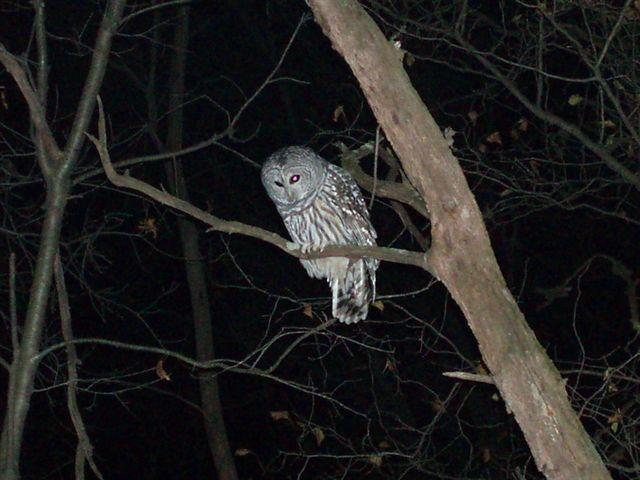 A barred owl perched on a branch at night, surrounded by dark trees and subtle outlines of branches. Its distinctive gray and white striped feathers are visible, and its red eyes appear striking in the low light. Lebanon Hills mountain bike trail.