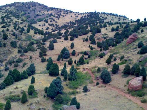 A scenic view of rolling hills covered with evergreen trees, with a winding dirt path visible through the landscape. The terrain is mostly grassy, dotted with rocky outcrops, under a cloudy sky. Red Rocks / Dakota Ridge mountain bike trail.