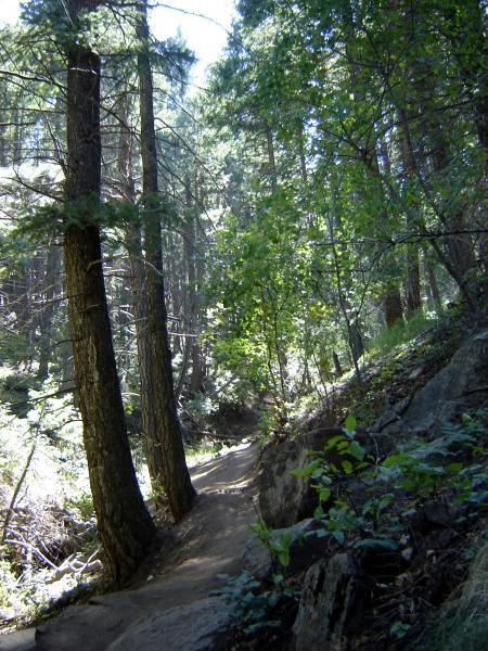 A winding dirt trail surrounded by tall trees and lush green foliage, with sunlight filtering through the leaves, creating a serene and inviting atmosphere in a forested area. Apex Park mountain bike trail.