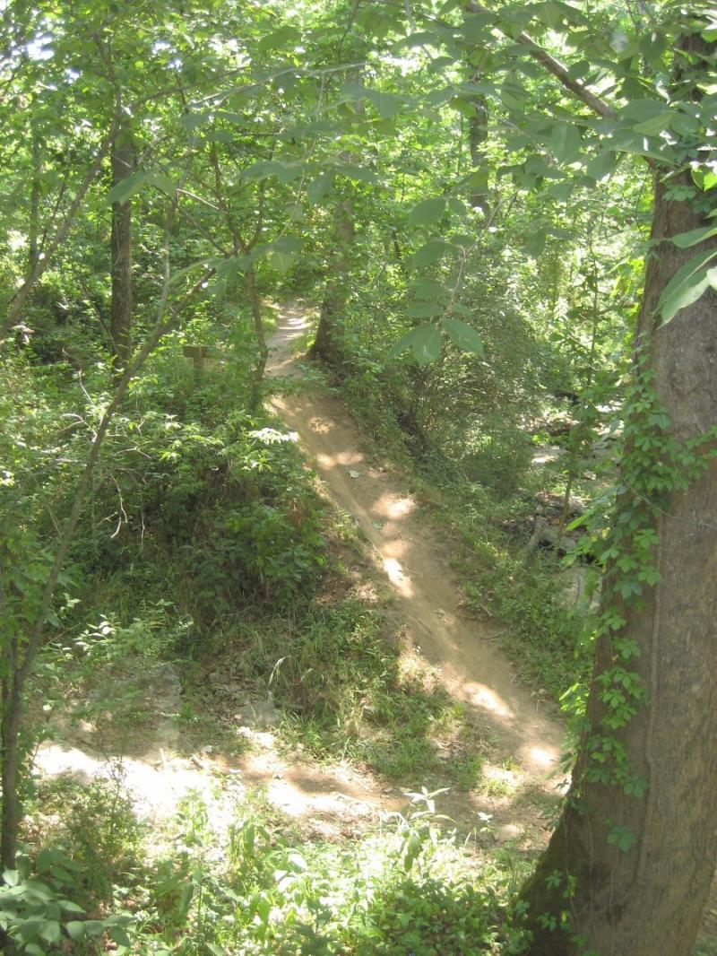 A narrow, winding dirt path through a lush green forest, surrounded by trees and vibrant foliage, in warm sunlight. Chickasaw Trace mountain bike trail.