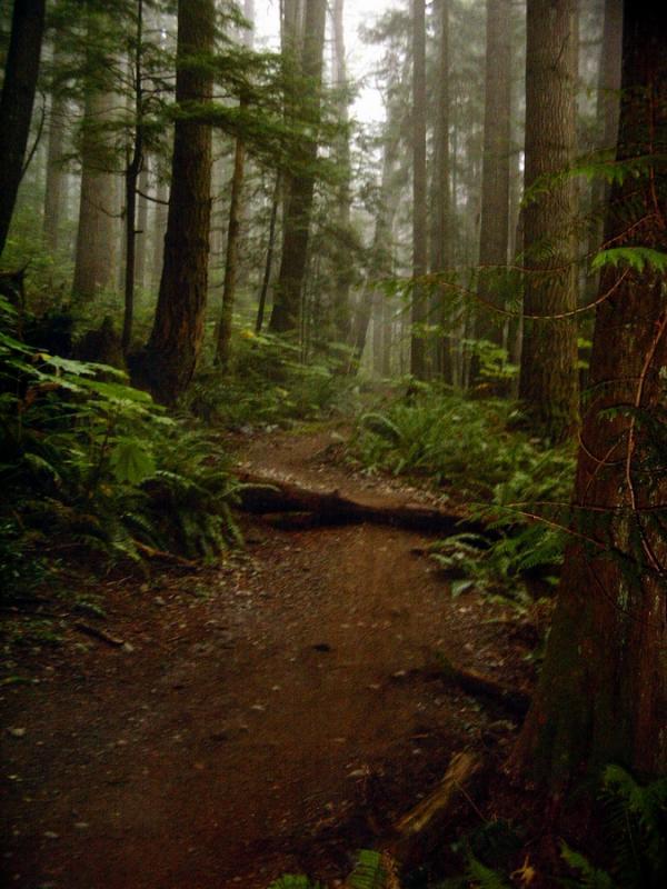 A winding dirt path through a dense forest, surrounded by tall trees and lush ferns. The scene is shrouded in mist, creating a serene and mysterious atmosphere. Tiger Mountain mountain bike trail.