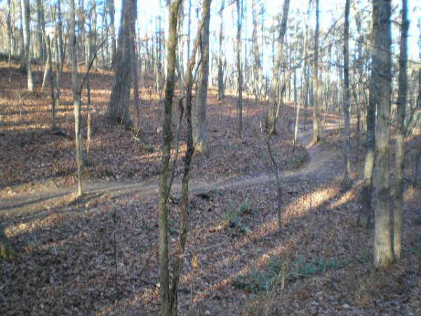 A serene forest scene featuring a winding dirt path surrounded by tall trees. The ground is covered in fallen leaves, and the sunlight filters through the branches, creating a peaceful atmosphere. The path diverges in the distance, inviting exploration. Blankets Creek mountain bike trail.