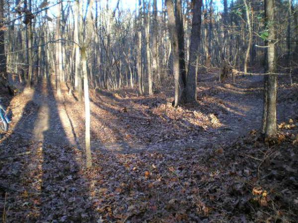 A wooded trail splitting into two paths, surrounded by bare trees with scattered fallen leaves on the ground. Sunlight filters through the branches, casting shadows on the trail. Blankets Creek mountain bike trail.