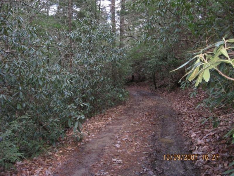 A narrow dirt trail surrounded by dense greenery, including rhododendron bushes and tall trees, with fallen leaves on the ground. The path appears slightly muddy, indicating recent moisture. The image conveys a serene and natural forest environment. Bull / Jake Mountain mountain bike trail.