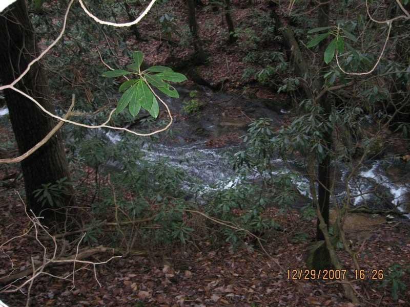 A serene forest scene featuring lush green foliage and a gently flowing stream, surrounded by trees and fallen leaves. Bull / Jake Mountain mountain bike trail.