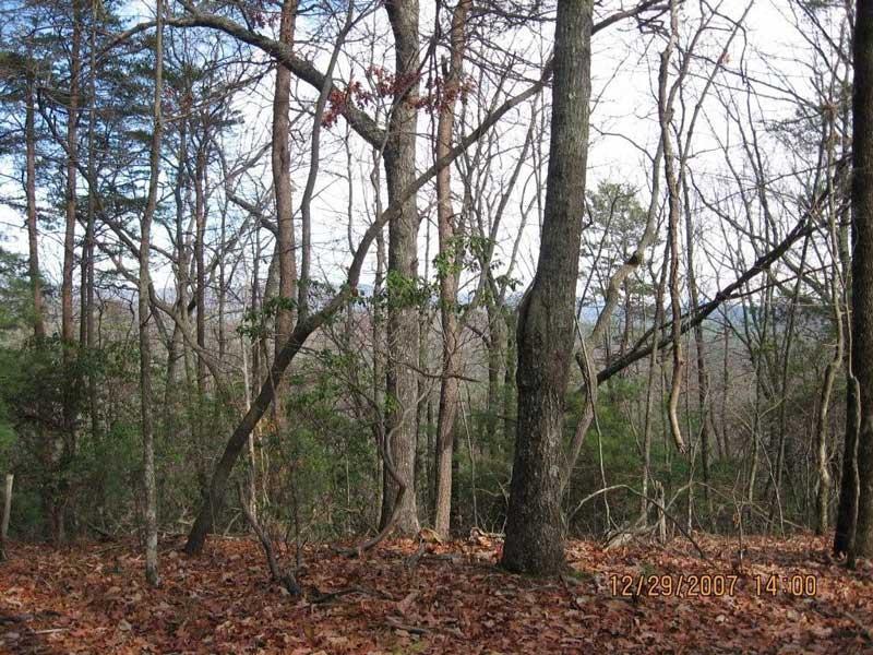 A forest scene featuring multiple trees with bare branches and some remaining green foliage. Leaves cover the ground, and a view of distant hills is visible through the tree branches. The image is taken during daylight, suggesting a winter setting. Bull / Jake Mountain mountain bike trail.