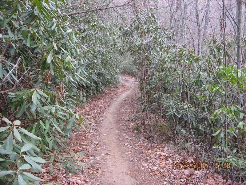 A winding dirt path surrounded by dense greenery, featuring leafy shrubs on either side, leading into a tranquil wooded area. The ground is covered with fallen leaves, and the scene conveys a sense of calm and natural beauty. Bull / Jake Mountain mountain bike trail.