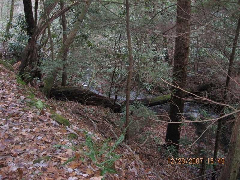 A serene wooded scene featuring a small stream flowing through a forested area. The ground is covered with fallen leaves, and various trees, including dead logs and ferns, surround the stream, creating a tranquil natural environment. Bull / Jake Mountain mountain bike trail.