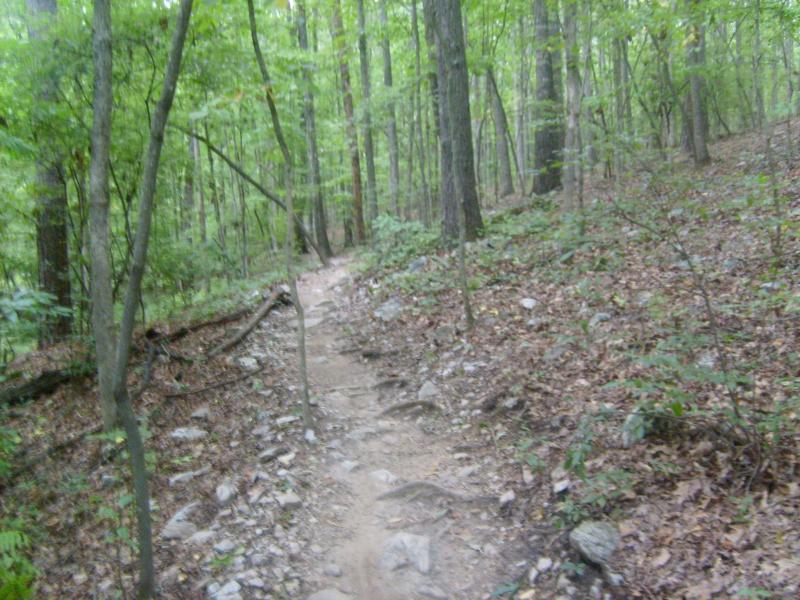 A narrow dirt path winding through a dense forest with green foliage, trees, and scattered rocks along the trail. Sunlight filters through the leaves, creating a serene and natural environment. Big Creek mountain bike trail.