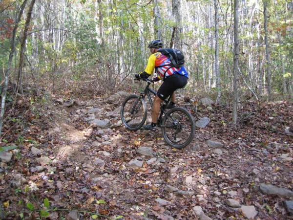 A cyclist navigates a rocky trail through a densely wooded area, wearing a colorful jersey and helmet. The ground is covered with leaves and small rocks, indicating an autumn setting. Bent Creek mountain bike trail.