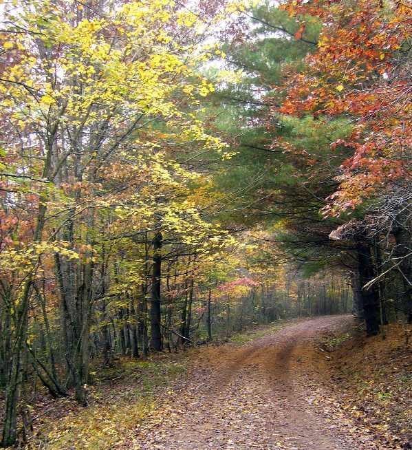 A scenic dirt path winding through a tranquil forest, flanked by trees displaying vibrant autumn foliage in shades of yellow, orange, and red. The path is surrounded by a peaceful natural setting, creating a serene atmosphere. Bent Creek mountain bike trail.