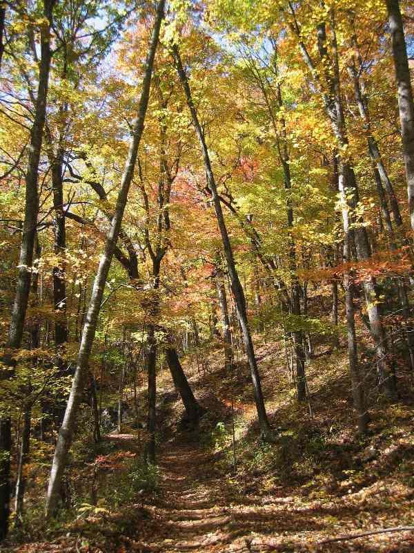 A serene forest pathway surrounded by tall trees displaying vibrant autumn foliage in shades of yellow, orange, and red. Sunlight filters through the leaves, casting dappled shadows on the ground, which is covered with fallen leaves. The scene conveys a peaceful and picturesque fall day. Bent Creek mountain bike trail.