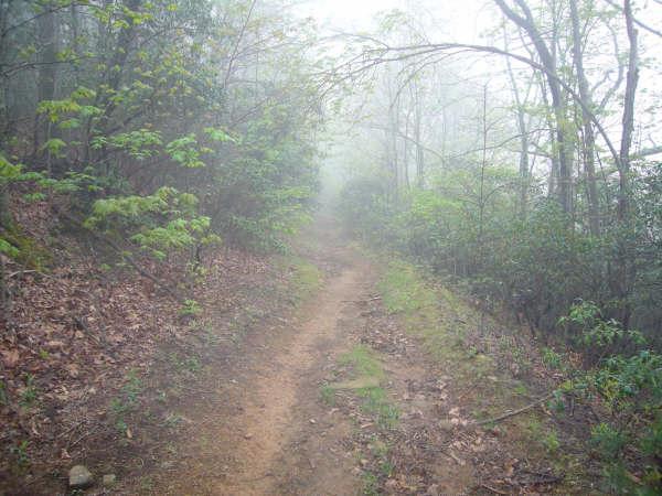 A misty forest path winding through dense greenery, with leaves and twigs scattered along the earthy trail, creating a serene and tranquil atmosphere. Bent Creek mountain bike trail.
