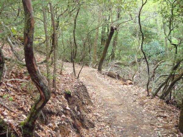 A winding trail through a forested area, surrounded by trees and lush greenery. The path is bordered by leaf-covered ground and rocky edges, leading deeper into the woods. Bent Creek mountain bike trail.