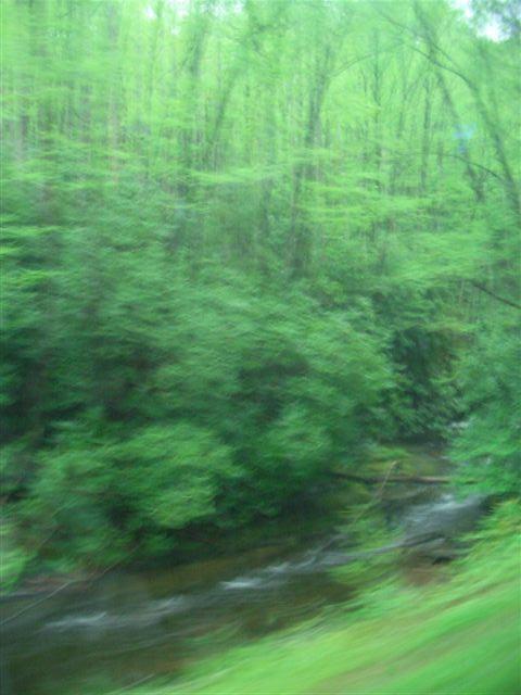 A blurred view of a lush, green forest with a small creek running through it. The trees are densely packed and exhibit vibrant hues of green, suggesting a serene natural environment. DuPont State Forest mountain bike trail.