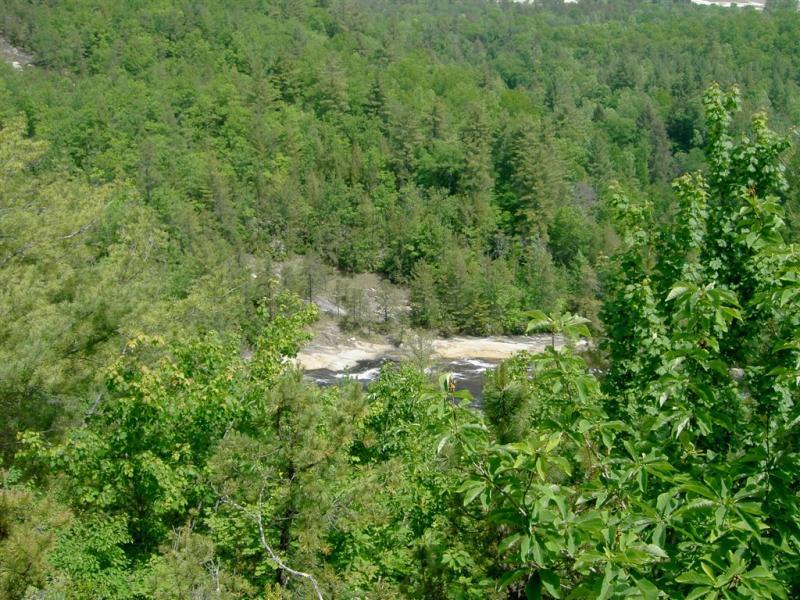 A lush green forest landscape with various trees and dense foliage, providing a view of a riverbed with rocky areas in the background. The scene conveys a serene and natural environment, highlighted by the vibrant greens of the leaves and trees under bright daylight. DuPont State Recreational Forest mountain bike trail.