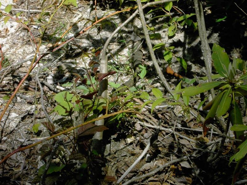 Dense underbrush with various green leaves, twigs, and branches covering the forest floor, partially illuminated by sunlight. The scene features a mix of vegetation, including some reddish leaves, against a backdrop of rocky ground. DuPont State Forest mountain bike trail.