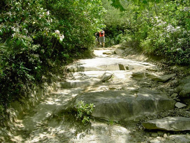 A rugged hiking trail winding through lush greenery, with rocky terrain and a few large stones. Two hikers are seen in the background, navigating the path amid blooming flowers and dense foliage. DuPont State Recreational Forest mountain bike trail.