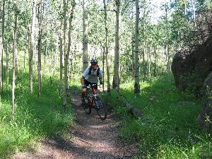 A person riding a mountain bike on a narrow trail surrounded by tall aspen trees and lush green grass. The scene is bright and sunny, highlighting the natural environment. Rampart Reservoir mountain bike trail.