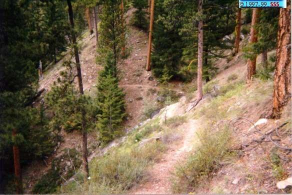 A scenic view of a dense forest with tall pine trees on a sloped terrain. A narrow dirt path winds through the underbrush, leading deeper into the woods. The landscape features a mix of green foliage and rocky terrain, suggesting a natural hiking trail. Blue Buck Trail mountain bike trail.