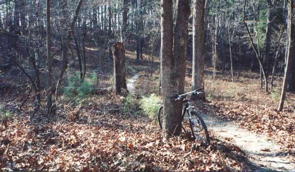 A mountain bike leaning against a tree in a wooded area, surrounded by fallen leaves and sparse underbrush. A dirt path winds through the forest in the background, with tall trees creating a natural setting. Chicken Road mountain bike trail.