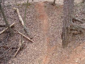 A dirt path winding through a forested area, surrounded by fallen leaves and tree roots. The ground shows signs of use, with a distinct track visible in the soil. Salem Lake mountain bike trail.