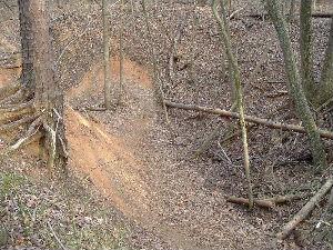A dirt path winding through a wooded area with bare trees and exposed roots, surrounded by fallen leaves. Salem Lake mountain bike trail.