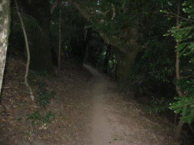A narrow dirt path winding through a dense forest, surrounded by tall trees and lush greenery, with leaves scattered along the ground. Saratoga Gap mountain bike trail.