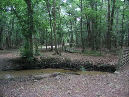 A serene forest scene featuring a small creek winding through a dense area of trees, with a soft dirt pathway visible in the background. The ground is covered with fallen leaves, and the setting is peaceful and lush with greenery, indicating a natural environment. Hogtown Creek Greenway mountain bike trail.