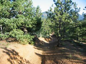 A winding dirt path surrounded by tall green pine trees, leading toward a mountain in the background under a clear blue sky. Captain Jack's mountain bike trail.