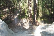 A forest path winding through tall trees, with sunlight filtering through the branches, creating patches of light and shadow on the ground. The view is from a rocky vantage point looking down the path. Quiet Waters Park mountain bike trail.