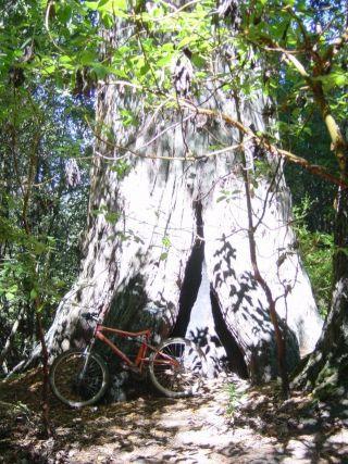 A large, hollow tree in a dense forest with a mountain bike leaning against it. Sunlight filters through the leaves, casting dappled shadows on the ground. The scene conveys a sense of adventure and nature. El Corte De Madera Creek Open Space mountain bike trail.