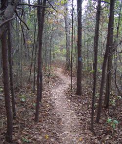 A narrow dirt path winding through a wooded area, surrounded by tall trees with autumn leaves scattered on the ground. Chicopee Woods mountain bike trail.