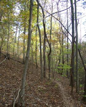 A winding dirt path through a forest, surrounded by tall trees with slender trunks and autumn foliage, including green and yellow leaves scattered on the ground. Sunlight filters through the branches, creating dappled light on the trail. Chicopee Woods mountain bike trail.