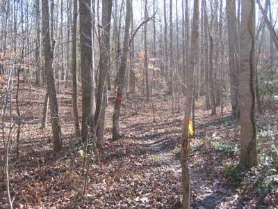 A tranquil wooded area with tall trees and a fallen leaf-covered ground. Two trails marked by red and yellow flags can be seen winding through the trees. Sunlight filters through the branches, creating a peaceful atmosphere. New Light Trails mountain bike trail.