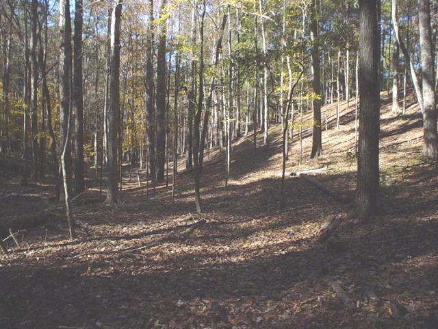 A serene forest scene featuring tall trees with autumn foliage. The ground is covered in fallen leaves and the sunlight filters through the branches, creating dappled light on the forest floor. The landscape has gentle slopes, giving a sense of depth and tranquility. Clear Springs Rec. Area mountain bike trail.