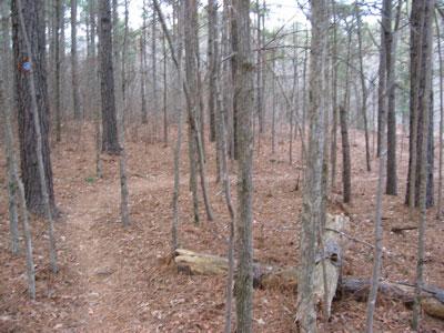 A forest scene featuring a narrow dirt path winding through tall trees and covered in fallen leaves, with patches of underbrush visible. Hog Run/Harris Lake mountain bike trail.